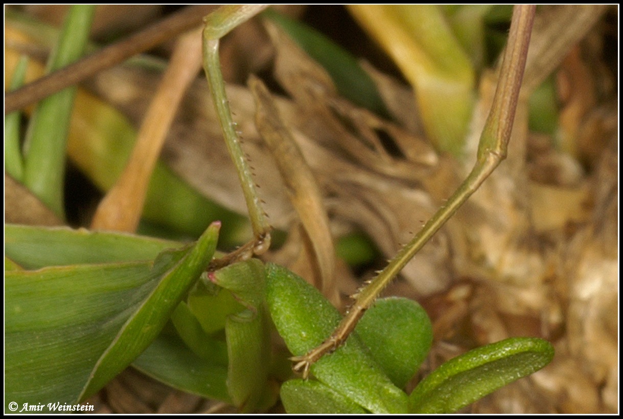 Orthoptera   d''Israele  - Acridinae for ID